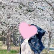 ヒメ日記 2025/04/10 09:00 投稿 桜花(おうか)☆ CLUB PIAA