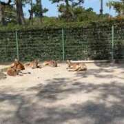 ヒメ日記 2025/04/10 12:07 投稿 桜花(おうか)☆ CLUB PIAA