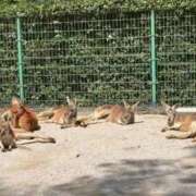 ヒメ日記 2025/04/12 17:56 投稿 桜花(おうか)☆ CLUB PIAA