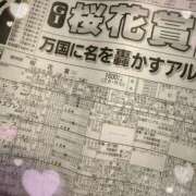 ヒメ日記 2025/04/13 13:48 投稿 桜花(おうか)☆ CLUB PIAA