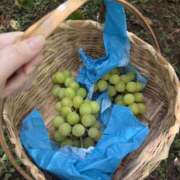 ヒメ日記 2025/09/21 18:19 投稿 ななせ レモンカフェ