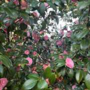 ヒメ日記 2025/04/09 19:23 投稿 あすか 新宿大久保 Aroma Cumpus