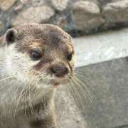 ヒメ日記 2025/04/24 18:03 投稿 しのぶ 池袋サンキュー