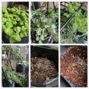 ヒメ日記 2025/04/11 11:51 投稿 佐々波エヴァ Mrs.Dandy Maihama