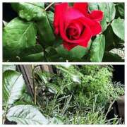 ヒメ日記 2025/04/27 06:41 投稿 佐々波エヴァ Mrs.Dandy Maihama