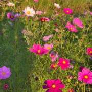 ヒメ日記 2025/02/24 10:02 投稿 なつめ ぷるるん小町 京橋店