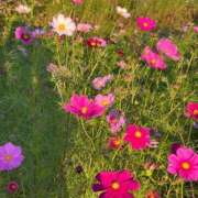 ヒメ日記 2025/02/24 10:20 投稿 なつめ ぷるるん小町 京橋店