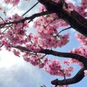 ヒメ日記 2025/03/29 12:47 投稿 なつめ ぷるるん小町 京橋店