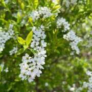 ヒメ日記 2025/03/30 08:46 投稿 なつめ ぷるるん小町 京橋店