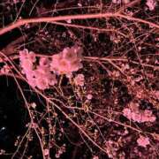 ヒメ日記 2025/03/31 00:54 投稿 なつめ ぷるるん小町 京橋店