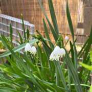 ヒメ日記 2025/04/02 23:33 投稿 なつめ ぷるるん小町 京橋店