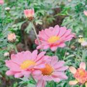 ヒメ日記 2025/04/12 15:50 投稿 なつめ ぷるるん小町 京橋店