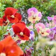 ヒメ日記 2025/04/12 16:16 投稿 なつめ ぷるるん小町 京橋店