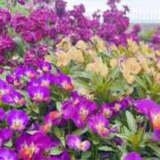 ヒメ日記 2025/04/14 15:54 投稿 なつめ ぷるるん小町 京橋店