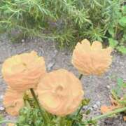 ヒメ日記 2025/04/15 11:33 投稿 なつめ ぷるるん小町 京橋店