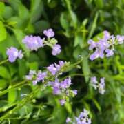 ヒメ日記 2025/04/25 14:07 投稿 なつめ ぷるるん小町 京橋店