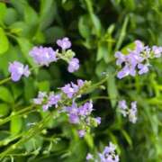 ヒメ日記 2025/04/25 14:26 投稿 なつめ ぷるるん小町 京橋店