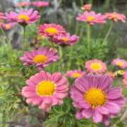 ヒメ日記 2025/04/26 12:52 投稿 なつめ ぷるるん小町 京橋店