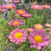 ヒメ日記 2025/04/26 13:03 投稿 なつめ ぷるるん小町 京橋店