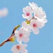 ヒメ日記 2026/04/05 19:39 投稿 水上まい Mrs.Dandy Maihama