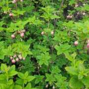 ヒメ日記 2025/08/31 10:14 投稿 ゆり 美熟女倶楽部Hip's 春日部店