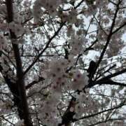 ヒメ日記 2025/04/03 20:21 投稿 しほ 11チャンネル