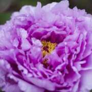 ヒメ日記 2025/09/20 11:24 投稿 しほ 11チャンネル