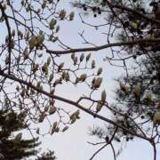 ヒメ日記 2025/04/04 16:05 投稿 つばさ 奥鉄オクテツ大阪