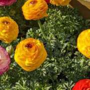 ヒメ日記 2025/05/14 11:30 投稿 つばさ 奥鉄オクテツ大阪