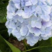 ヒメ日記 2025/06/26 22:15 投稿 つばさ 奥鉄オクテツ大阪