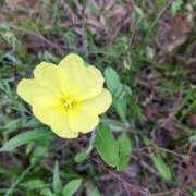 ヒメ日記 2025/07/07 22:05 投稿 つばさ 奥鉄オクテツ大阪