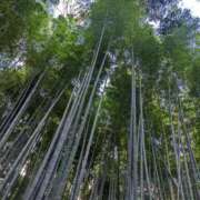 ヒメ日記 2025/08/06 10:00 投稿 つばさ 奥鉄オクテツ大阪