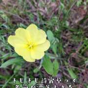 ヒメ日記 2025/09/07 08:10 投稿 つばさ 奥鉄オクテツ大阪