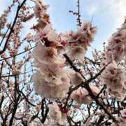 ヒメ日記 2025/03/31 13:21 投稿 リリス ピンクコレクション大阪