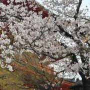 ヒメ日記 2025/04/08 15:24 投稿 リリス ピンクコレクション大阪