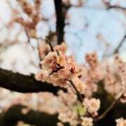 ヒメ日記 2025/03/20 19:44 投稿 リリス ピンクコレクション大阪キタ店