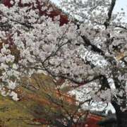 ヒメ日記 2025/04/08 15:23 投稿 リリス ピンクコレクション大阪キタ店