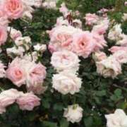 ヒメ日記 2025/03/14 13:07 投稿 ユリア CLASSY（クラッシー）.神戸