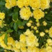 ヒメ日記 2025/04/16 09:55 投稿 ユリア CLASSY（クラッシー）.神戸