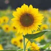 ヒメ日記 2025/05/22 11:56 投稿 ユリア CLASSY（クラッシー）.神戸