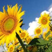 ヒメ日記 2025/07/13 16:46 投稿 ユリア CLASSY（クラッシー）.神戸