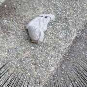 ヒメ日記 2025/03/09 23:55 投稿 つばさ 奥鉄オクテツ奈良