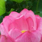 ヒメ日記 2025/06/21 09:40 投稿 つばさ 奥鉄オクテツ奈良