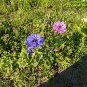 ヒメ日記 2025/08/11 10:35 投稿 つばさ 奥鉄オクテツ奈良