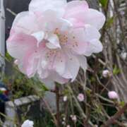 ヒメ日記 2025/03/31 06:40 投稿 ひいろ 完熟ばなな 横浜