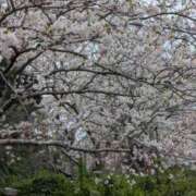 ヒメ日記 2025/04/09 08:16 投稿 ひいろ 完熟ばなな 横浜