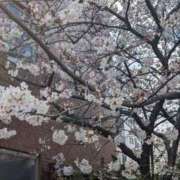 ヒメ日記 2025/04/14 08:17 投稿 ひいろ 完熟ばなな 横浜