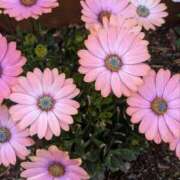 ヒメ日記 2025/04/18 09:23 投稿 ひいろ 完熟ばなな 横浜