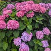 ヒメ日記 2025/06/19 06:52 投稿 ひいろ 完熟ばなな 横浜