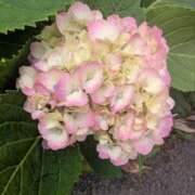 ヒメ日記 2025/06/20 08:36 投稿 ひいろ 完熟ばなな 横浜